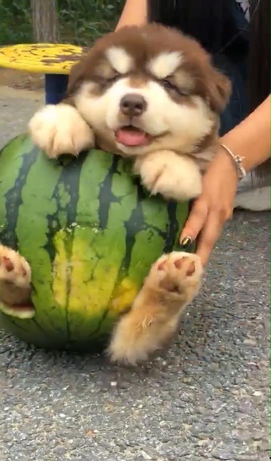 吃瓜不忘狗子,揭秘娱乐圈背后的温馨瞬间  第3张